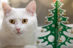A white cat in anticipation of the holiday lies on a windowsill next to a wooden green Christmas tree