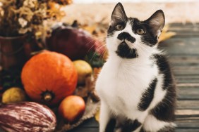 Happy Thanksgiving concept. Cute funny cat sitting at beautiful Pumpkin in light, vegetables on bright autumn leaves, acorns, nuts on wooden rustic table. Hello Autumn.
