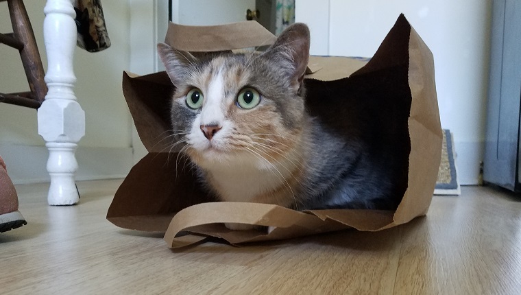 A calico cat in a paper shopping bag.