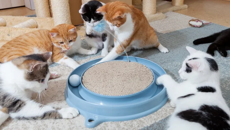 group of domestic cats together at their game at cat ball station