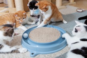 group of domestic cats together at their game at cat ball station