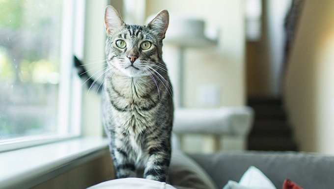 cat standing on sofa