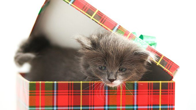 kitten in christmas gift box