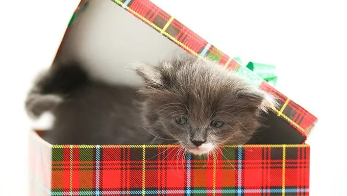 kitten in christmas gift box