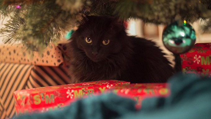 black kitten hiding under christmas tree