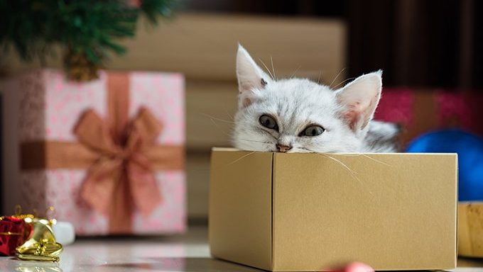 cat in box by christmas tree