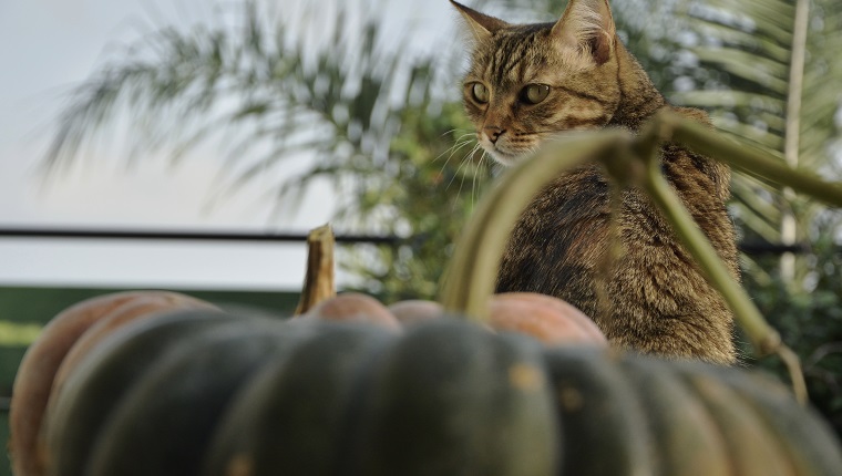 Cat with the pumpkins