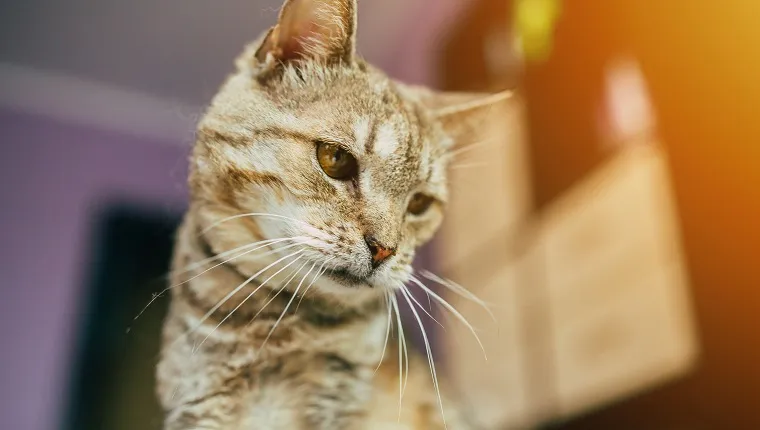Close up photo of beautiful old cat at home background indoors