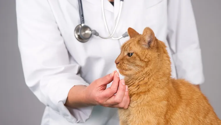 Female veterinarian holding a pill in front of an older ginger cat