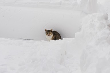 A cat sits in a pile of snow December 20, 2009 in New York. Just days before the December 25 holiday, the eastern seaboard from North Carolina to New England was digging out Sunday from the worst blizzard in years, which closed train and bus service, paralyzed air traffic and left hundreds of thousands of residents without power in some areas. AFP PHOTO/DON EMMERT