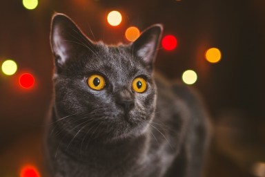 One year old Chartreux cat in front of Christmas lights