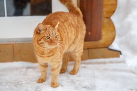 Red cat on the porch asks to go home. Ginger cat sitting outside a house door during snowfall on cold winter day.