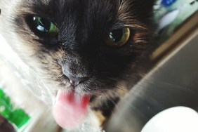 Close-Up Portrait Of Cat Sticking Out Tongue