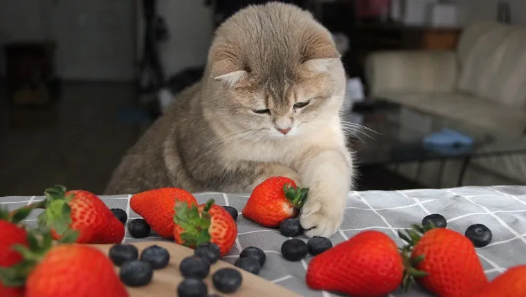 cat with fruits