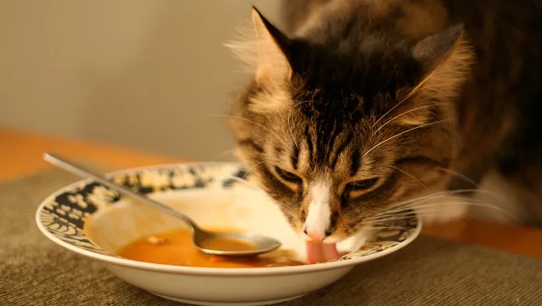 Cat on table eating soup from a bowl by licking with his tongue.