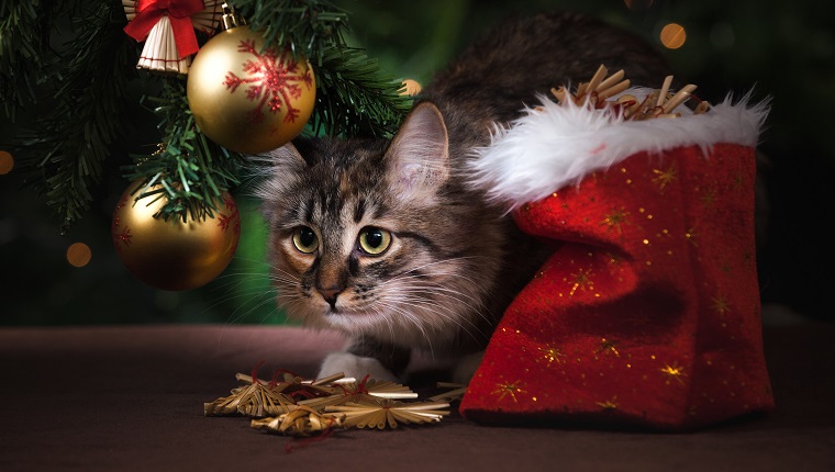 https://cattime.com/wp-content/uploads/sites/14/2017/12/cats-open-christmas-presents-1.jpg