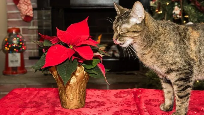 a cat sniffs lillies, one of the plants that are toxic to cats