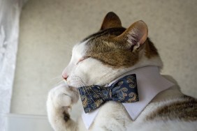 Cat with a bow tie