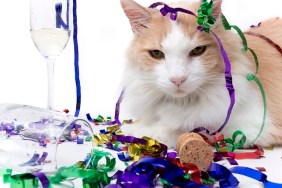 New Year's Eve is over and the only one left is the cat