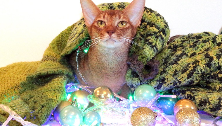 the cat sits under a rug. the cat is looking at the camera. a red cat under a cozy and warm blanket. new year close. Abyssinian red cat under a warm cozy blanket. the cat is sniffing New Year's balls. Christmas card with a cat. cat for Christmas advertising. red cat for a card for the new year. new year and red cat