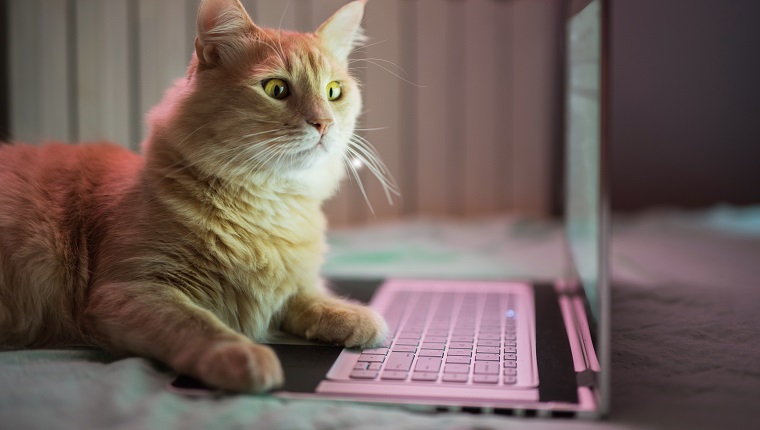 Beautiful young yellow Maine Coon cat working on laptop.