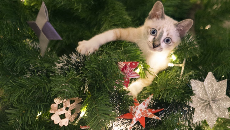 Cat attacking shop christmas tree