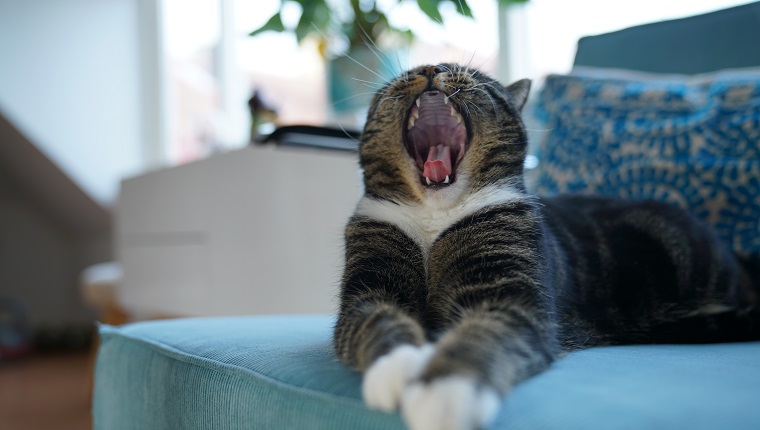 Image of a yawning lazy cat, sitting on blue chair