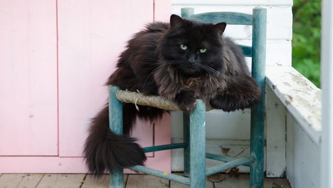 senior cat on old chair