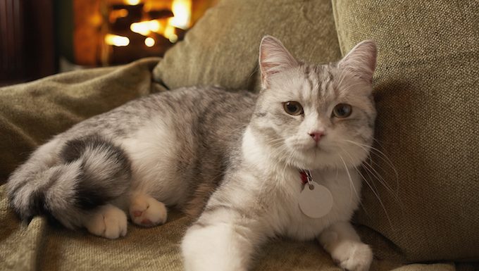 senior cat on chair