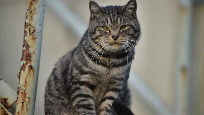 older cat siting outside