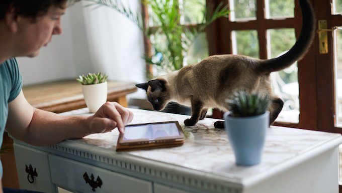 cat looks at tablet on counter