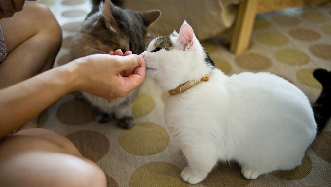 cats sniff a hand