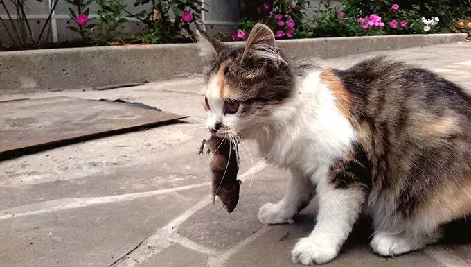 cat with mouse in mouth