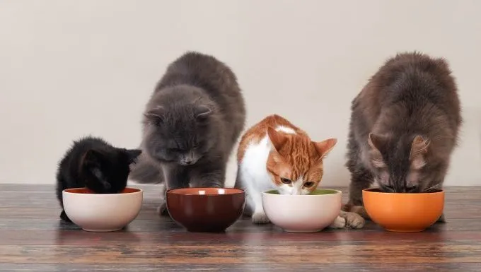 four cats eat out of bowls next to each other