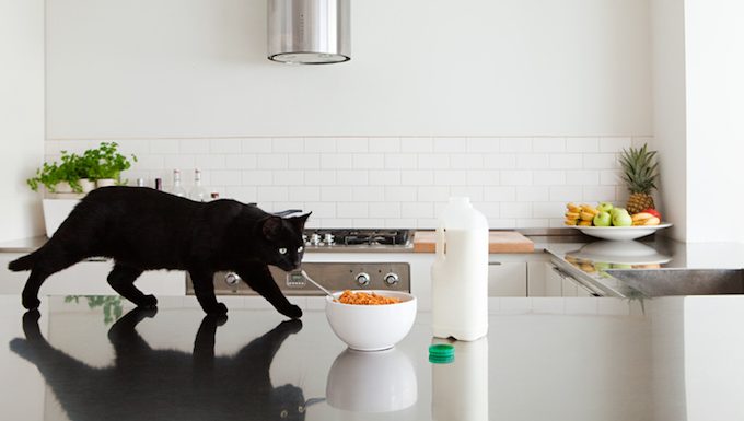 cat walking on counter by cereal