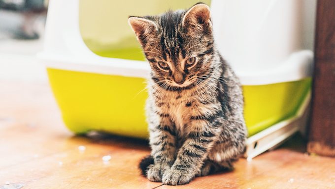 kitten standing by litter box