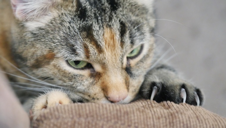 Cat cheap licking furniture