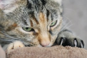 Close-Up Of Cat