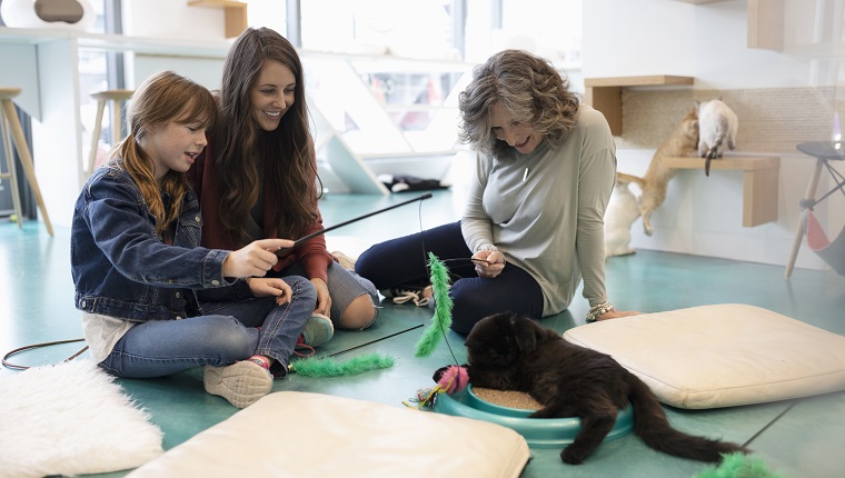 Multi-generation women playing with kitten in cat cafe