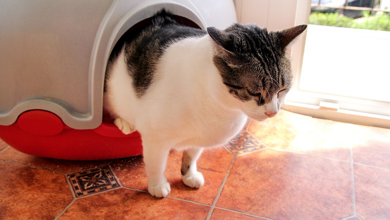 Cat using toilet, cat in litter box, for pooping or urinate, pooping in clean sand toilet. Cleaning cat litter box. Cat looking at her own poop in the litter box. Kitty litter. Cat at home. Pet Shop.