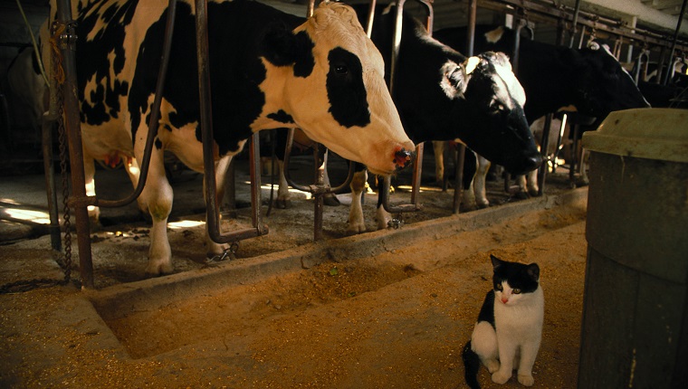 cat sits next to cows
