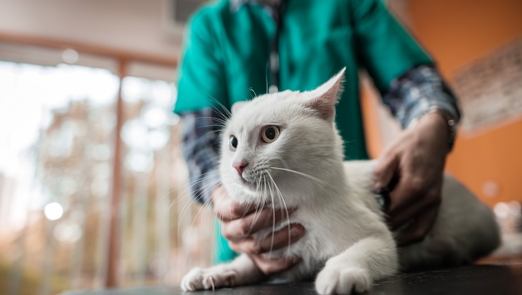 Top 5 Benefits Of Choosing A Mobile Veterinarian - CatTime