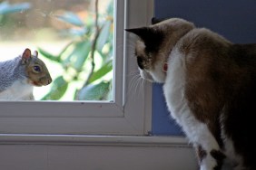 cat looking at squirrel on squirrel appreciation day
