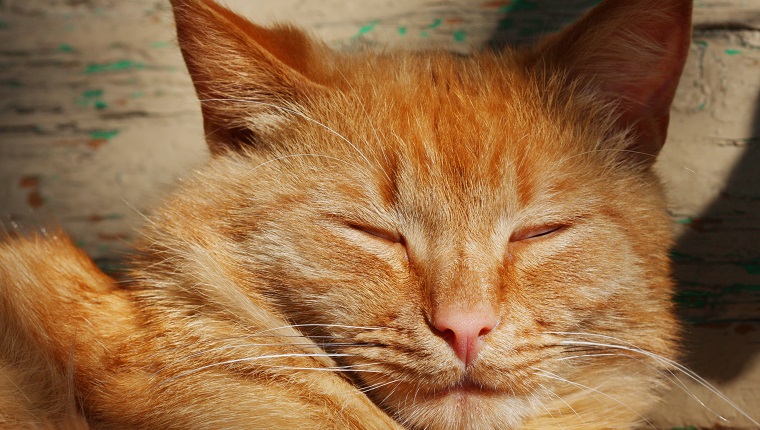 Cute red cat screws up his eyes in sunlight