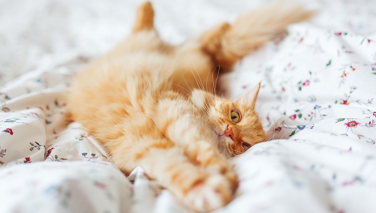 Cute ginger cat lying in bed. Fluffy pet is gazing curiously. Cozy home background, morning bedtime.