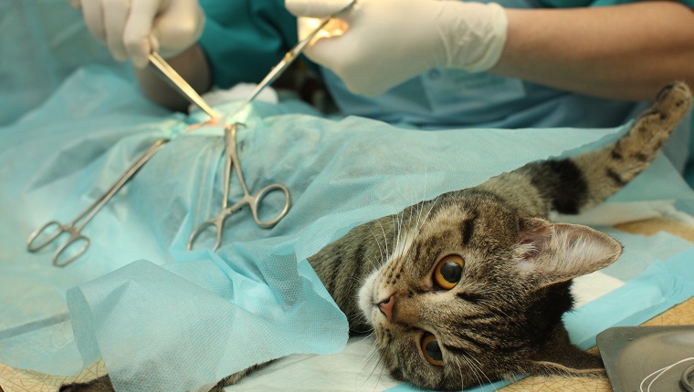 surgical sterilization of cat in banian hospital