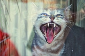 Close-Up Of Cat Yawning