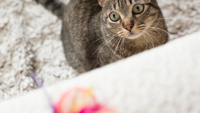 cat looks at feather toy