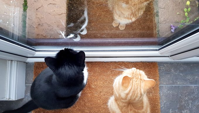 cats look out front door