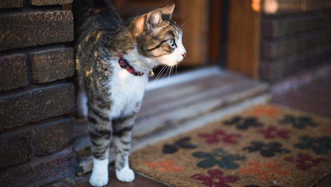 cat standing at front door